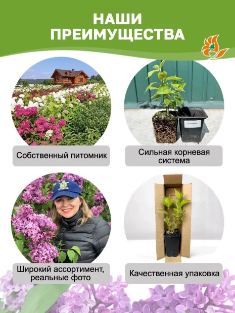Сирень Катюша (обыкновенная) саженцы 