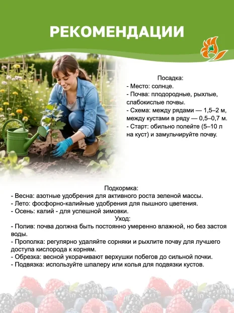 Малина Блэк Джевел саженцы 
