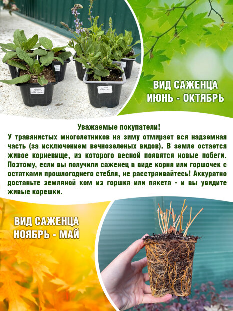 Седум Стардаст