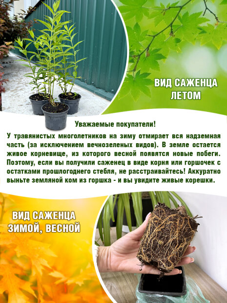 Флокс Полина