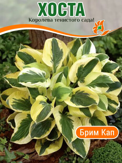 Хоста Брим Кап