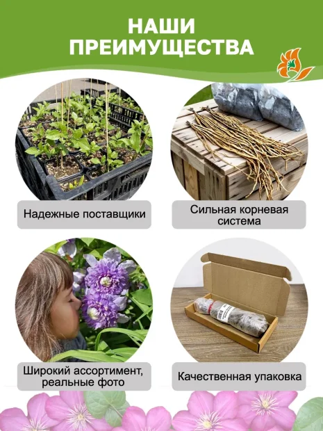 Клематис Память Сердца (крупноцветковый) саженцы 