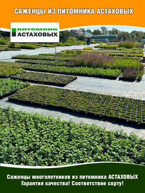 Гвоздика Эльвуда