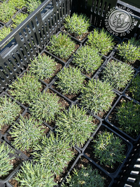 Гвоздика Эльвуда