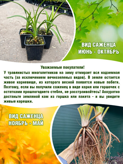 Лилейник Сабина Бауэр