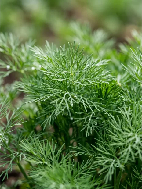 Укроп Геркулес  семена 