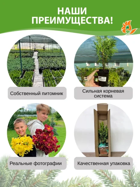 Пихта Нордманна (кавказская)