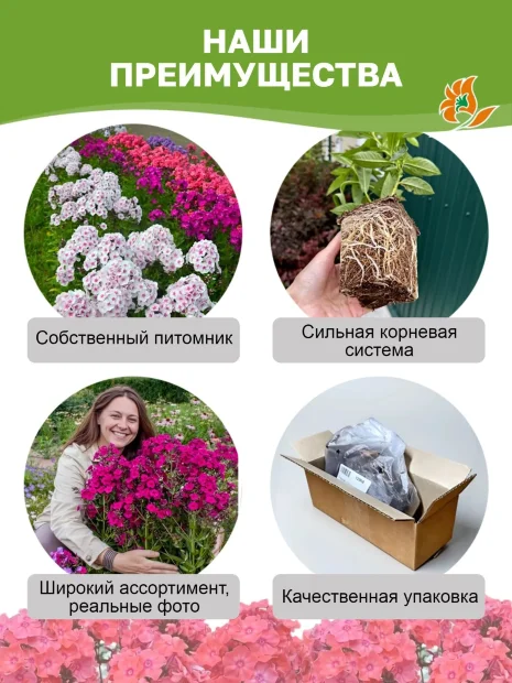 Флокс Ред Райдинг Худ