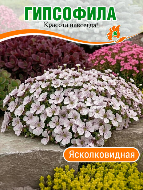Гипсофила ясколковидная