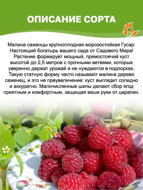 Малина Гусар саженцы 