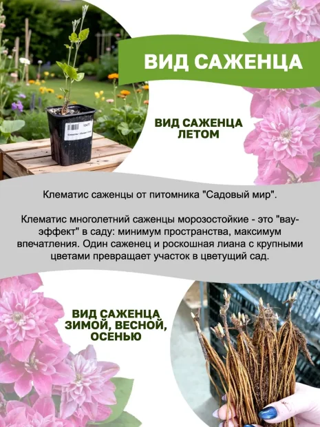 Клематис в ассортименте саженцы 