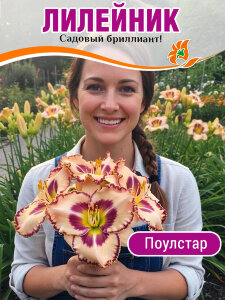 Лилейник Поулстар Лилейник Поулстар