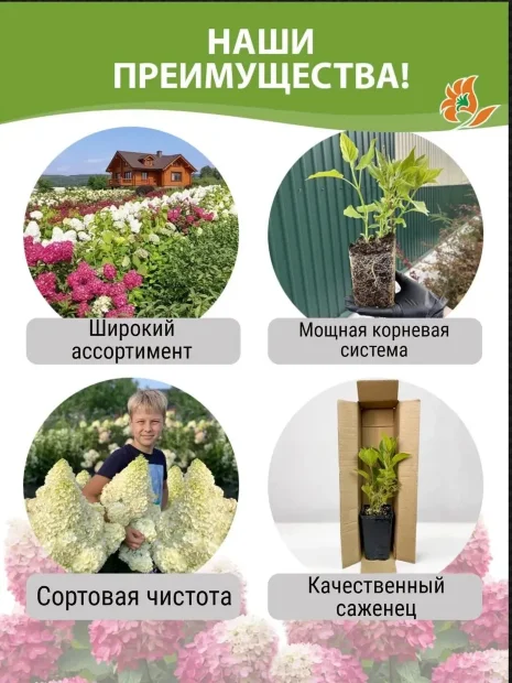 Гортензия Фёст Вайт (крупнолистная) саженцы 