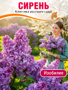 Сирень Изобилие (обыкновенная)