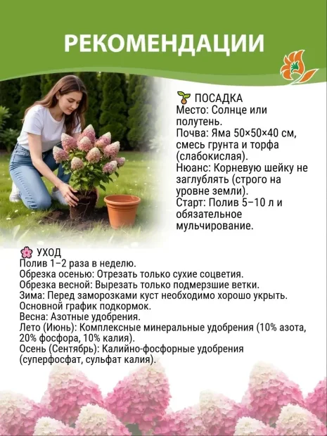 Гортензия Белла Анна (древовидная) саженцы 