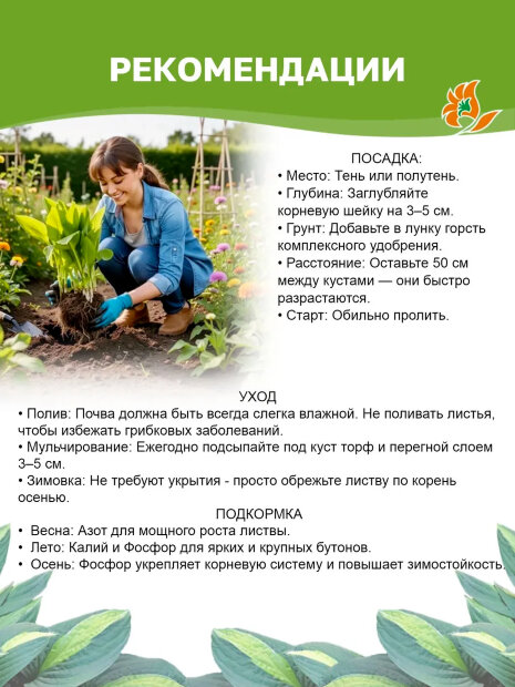 Хоста Биг Дедди