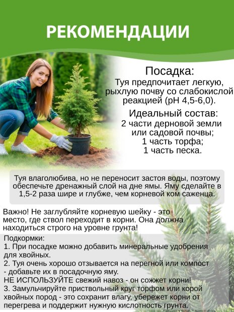 Туя Глобоза Ауреа (западная)