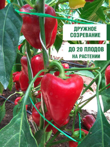 Перец сладкий Жаворонок семена 