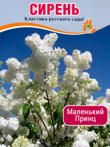 Сирень Маленький Принц (обыкновенная)