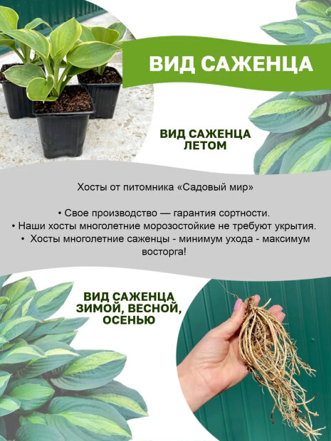 Хоста Колоред Халк (гибридная)