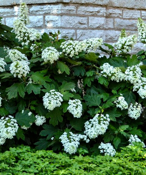 Гортензия Дуболистная саженцы 