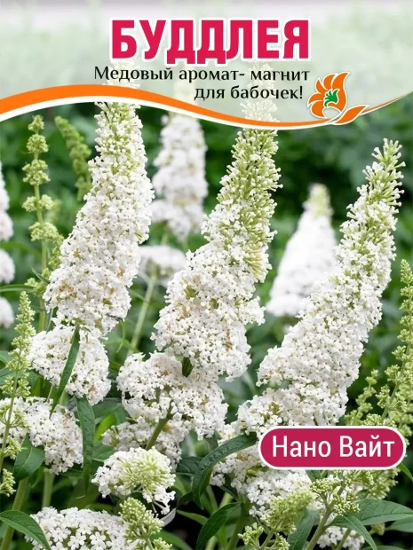Буддлея Нано Вайт (Давида) саженцы 