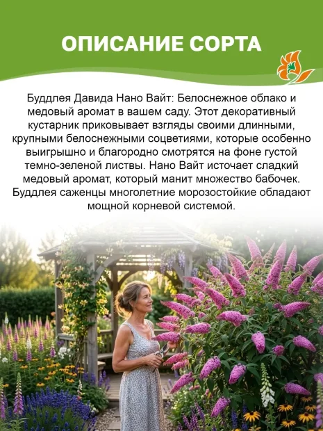 Буддлея Нано Вайт (Давида) саженцы 
