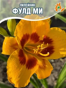 Лилейник Фулд Ми Лилейник Фулд Ми