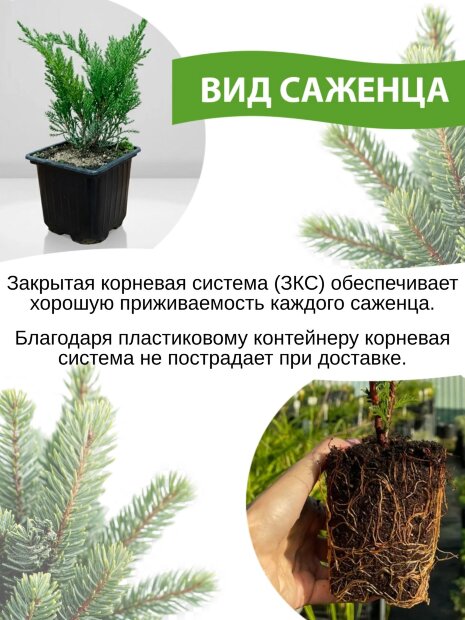 Туя Мистер Боулинг Болл (западная)