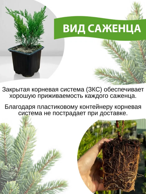 Можжевельник обыкновенный Суецика