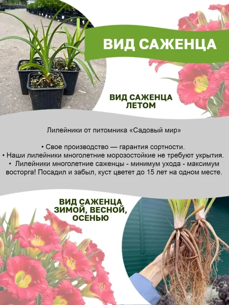 Лилейник Вайлд энд Вандефул