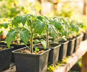 Стимуляторы иммунитета